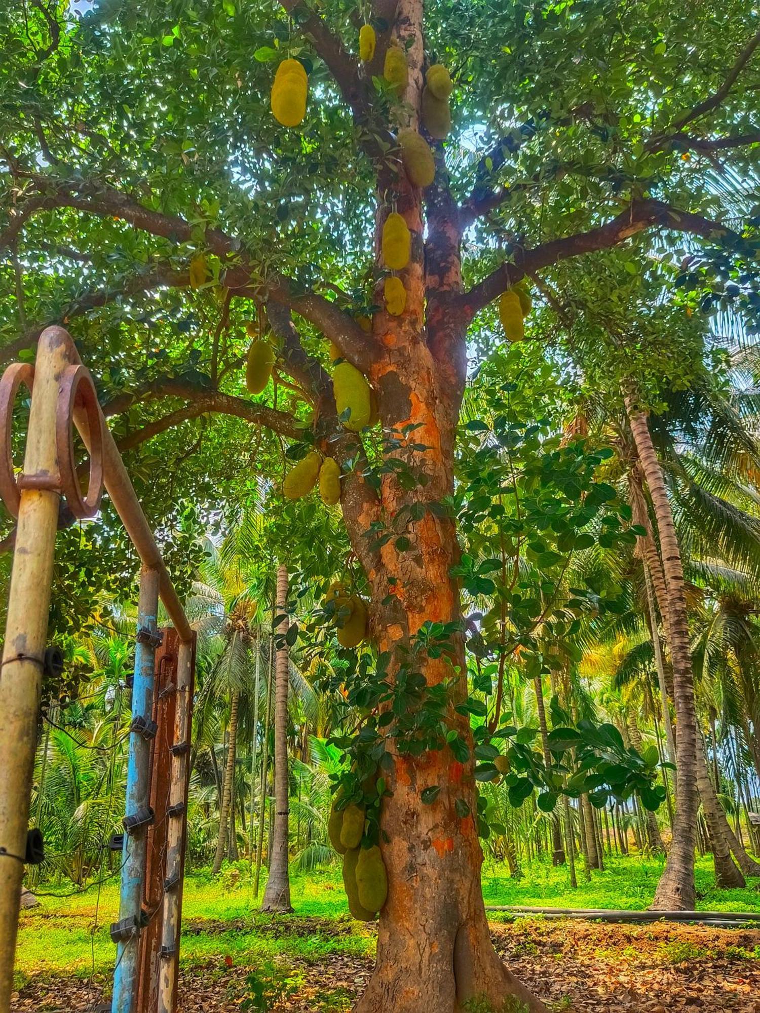 Shivalaya Farmstay Located Amdist Coconut Farm With River Access Near Isha,Adiyogi,Siruvani Alāndurai Esterno foto